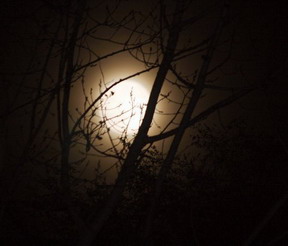 moon_through_trees_resize.jpg
